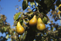 Fruit, Pear, Conference Pears ripening on the tree in Grange Farms orchard.