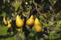 Fruit, Pear, Conference Pears ripening on the tree in Grange Farms orchard.
