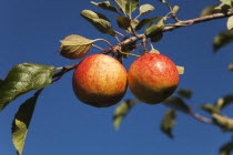 Fruit, Apple, Royal Gala apples growing on the tree in Grange Farms orchard.