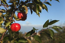 Fruit, Apple, Royal Gala apples growing on the tree in Grange Farms orchard.