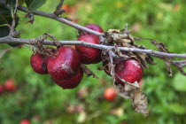 Fruit, Apple, Katy apples rotting on the tree having not been picked at Grange Farms orchard.