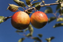 Fruit, Apple, Royal Gala apples growing on the tree in Grange Farms orchard.