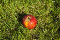 Fruit, Apple, Red apple resting on the grass in Grange Farms orchard.