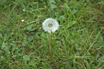 Plants, Weeds, Flowers, Dandelion Clock growing amongst grass.