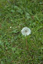 Plants, Weeds, Flowers, Dandelion Clock growing amongst grass.