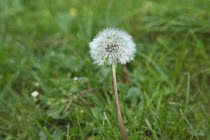 Plants, Weeds, Flowers, Dandelion Clock growing amongst grass.