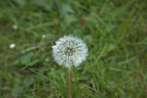 Plants, Weeds, Flowers, Dandelion Clock growing amongst grass.