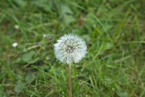 Plants, Weeds, Flowers, Dandelion Clock growing amongst grass.