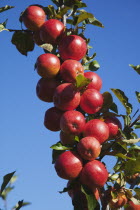 Fruit, Apple, Royal Gala apples growing on the tree in Grange Farms orchard.