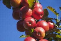 Fruit, Apple, Royal Gala apples growing on the tree in Grange Farms orchard.