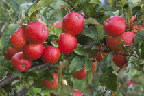 Fruit, Apple, Katy apples growing on the tree in Grange Farms orchard.