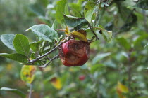 Fruit, Apple, Katy apples rotting on the tree having not been picked at Grange Farms orchard.