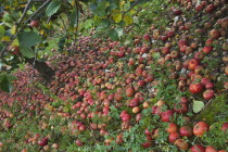 Fruit, Apple, Katy apples rotting on the ground having fallen from the tree in Grange Farms orchard.