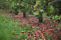 Fruit, Apple, Katy apples rotting on the ground having fallen from the tree in Grange Farms orchard.