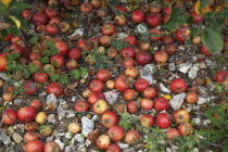 Fruit, Apple, Katy apples rotting on the ground having fallen from the tree in Grange Farms orchard.