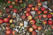 Fruit, Apple, Katy apples rotting on the ground having fallen from the tree in Grange Farms orchard.