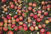 Fruit, Apple, Katy apples rotting on the ground having fallen from the tree in Grange Farms orchard.