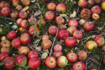 Fruit, Apple, Katy apples rotting on the ground having fallen from the tree in Grange Farms orchard.