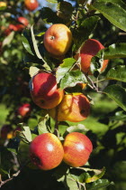 Fruit, Apple, Apples growing on the tree in Grange Farms orchard.