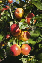Fruit, Apple, Apples growing on the tree in Grange Farms orchard.