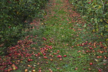 Fruit, Apple, Katy apples rotting on the ground having fallen from the tree in Grange Farms orchard.