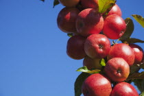 Fruit, Apple, Royal Gala apples growing on the tree in Grange Farms orchard.