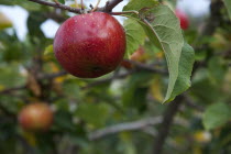 Fruit, Apple, Katy apples growing on the tree in Grange Farms orchard.