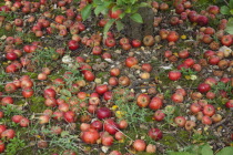 Fruit, Apple, Katy apples rotting on the ground having fallen from the tree in Grange Farms orchard.