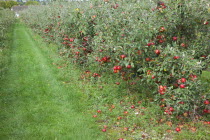 Fruit, Apple, Katy apples growing on the tree in Grange Farms orchard.