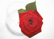 Flowers, Single red Rose in a vase viewed from above.