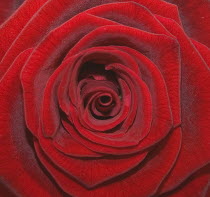 Flower, Single red Rose viewed from above.