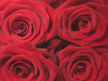 Flowers, close up of four red Roses in bloom.