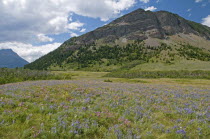 Canada, Alberta, Waterton Lakes National Park, A profusion of pink and blue wildflowers in front of Bellevue Hill at this UNESCO World Heritage Site, Pine trees on hill and blue sky with white clouds.