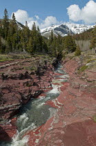 Canada, Alberta, Waterton Lakes NP, Red Rock Canyon at Waterton Lakes National Park. The red rock is argillite which contains oxidized iron, Meltwater from a glacier runs through the canyon, Pine tree...