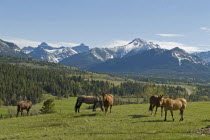 Canada, Alberta, Beaver Mines, Horse ranching in the Gladstone Valley with the Rocky Mountains in the background, Six horses in foreground, pine trees on slopes and snow on mountains in the background...