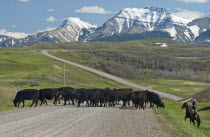 Canada, Alberta, Waterton, Spring cattle drive in the shadow of the Rocky Mountains. A rancher on his horse, ready to throw his lasso, herds his black Aberdeen Angus cattle across a gravel road to bet...