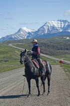 Canada, Alberta, Waterton, Spring cattle drive in the shadow of the Rocky Mountains, A rancher in cowboy garb on his horse with his lasso at the ready herding his cattle across a snaking gravel road t...