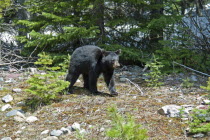 Canada, Alberta, Waterton Lakes NP, Black Bear cub Ursus americanus at this UNESCO World Heritage Site, Cub is out foraging with its mother and sibling on a sunny evening in late Spring, Remnants of s...