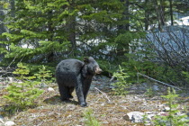 Canada, Alberta, Waterton Lakes NP, Black Bear cub Ursus americanus at this UNESCO World Heritage Site, Evening light glinting on black fur, fresh young pine tree growth, remnants of snow in backgroun...