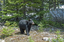 Canada, Alberta, Waterton Lakes NP, Black Bear cub Ursus americanus at this UNESCO World Heritage Site, Evening light glinting on black fur, fresh young pine tree growth, remnants of snow in background.