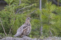 Canada Alberta Waterton Lakes NP, Ruffed Grouse Bonasa umbellus female with a catchlight in eye against a background of fresh green pine trees.