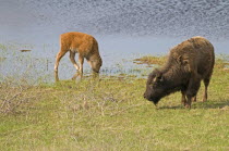 Canada, Alberta, Waterton NP, Plains Bison Bos bison calf and adult female at water hole at Waterton Lakes National Park a UNESCO World Heritage Site, Calf in water drinking while adult female looks o...