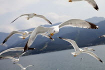 Birds, Gulls, in flight, flock of Seagulls on the Greek island Thasos.