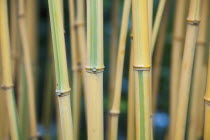 Plants; Tree; Bamboo.
