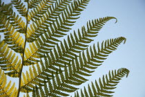 Plants, Tree, Fern, Detail of tree fern fronds against a blue sky.