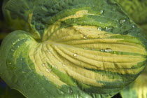 Plants, Hosta, Detail of water droplets on green and yellow leaves