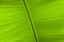 Plants, Tree, Banana, Detail of green banana leaf.