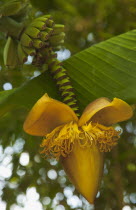 Plants, Tree, Banana, Banana flower and fruit.