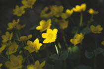 Plants, Flowers, Marsh Marigolds with dappled sunlight.