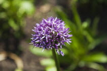 Plants, Allium, Single purple flower head.